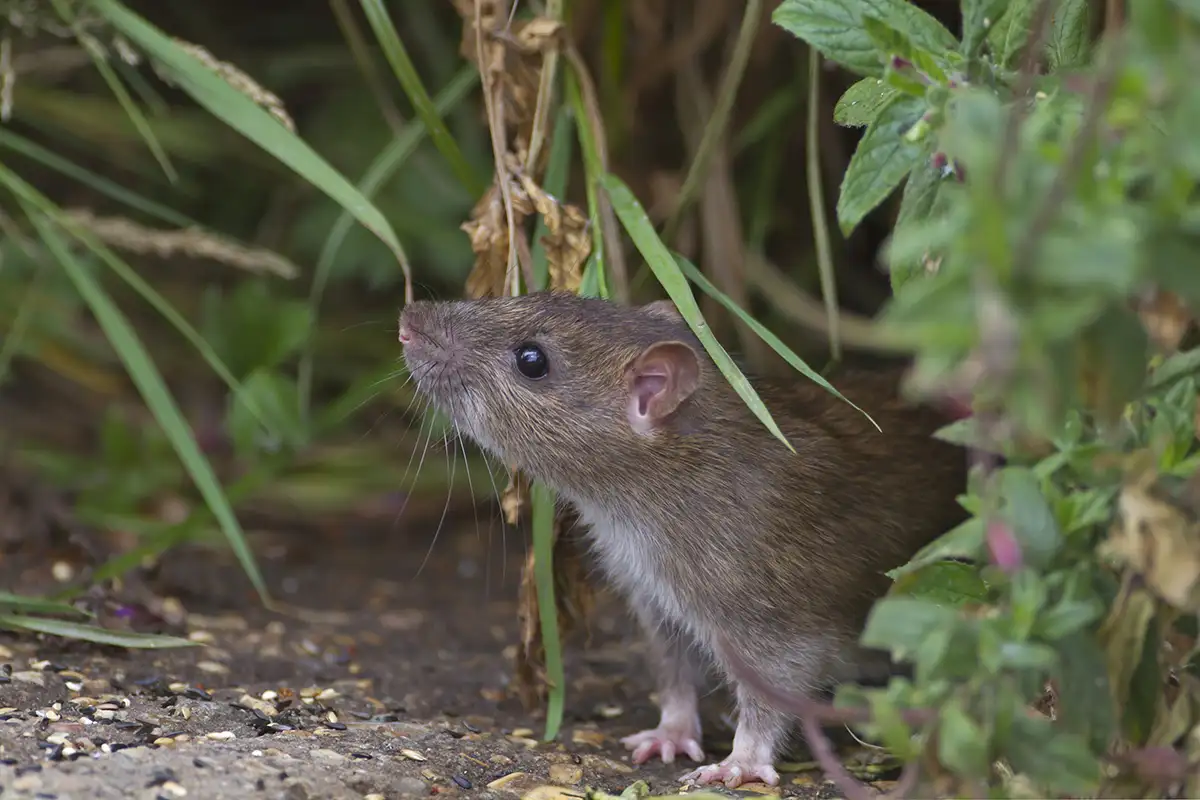 Tarla Farelerine Doğal ve Evcil Dostu Çözümler